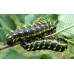 Epiphora intermedia Central Africa 15 eggs or 10 larvae, according to availability.